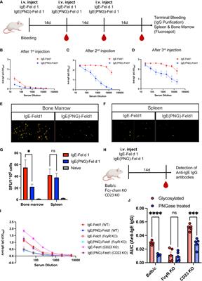 IgE glycans promote anti-IgE IgG autoantibodies that facilitate IgE serum clearance via Fc Receptors